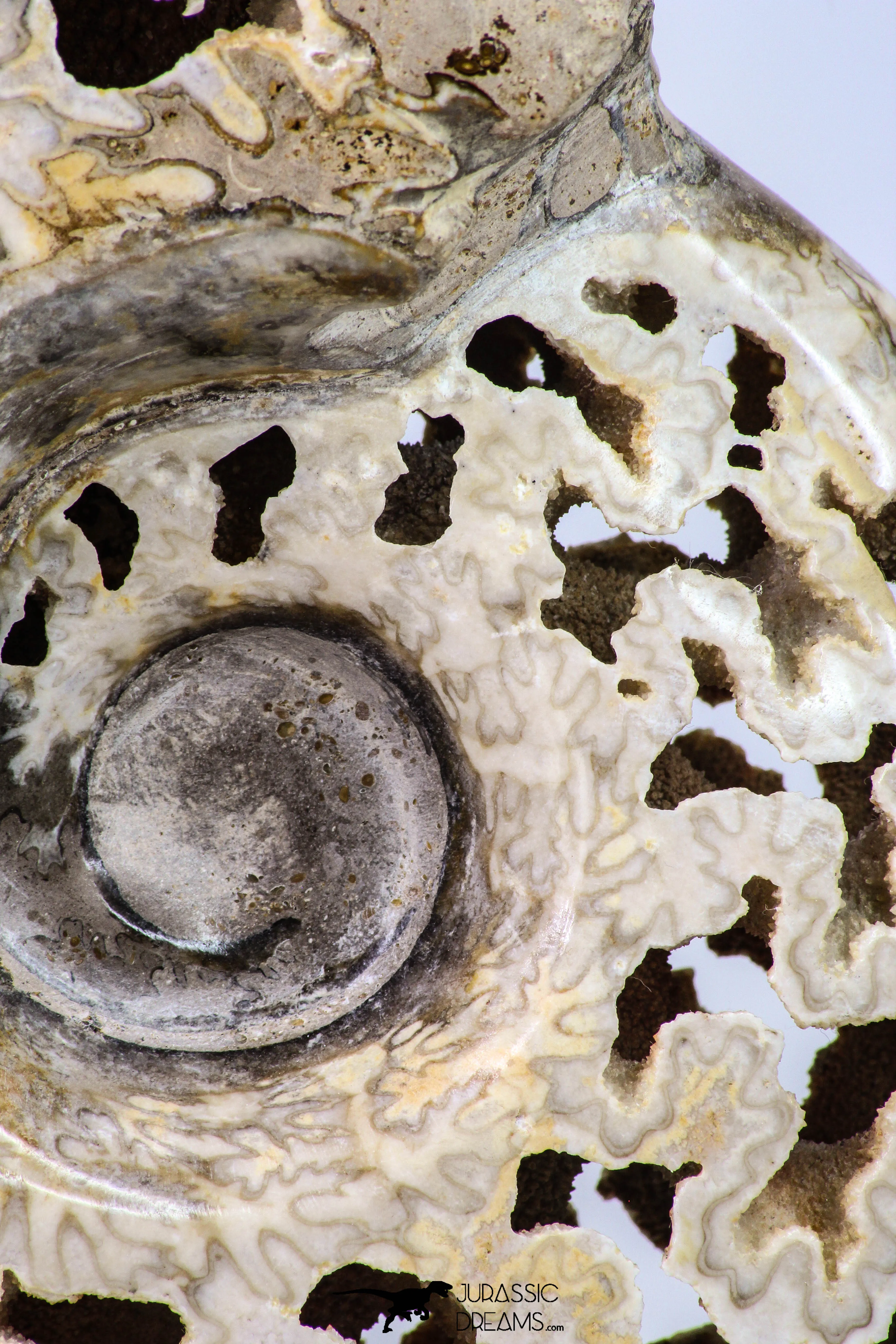 09125 - Beautiful 8.78 inch Shloenbacchia Polished Cretaceous Ammonite Fossil - Khenifra, Morocco