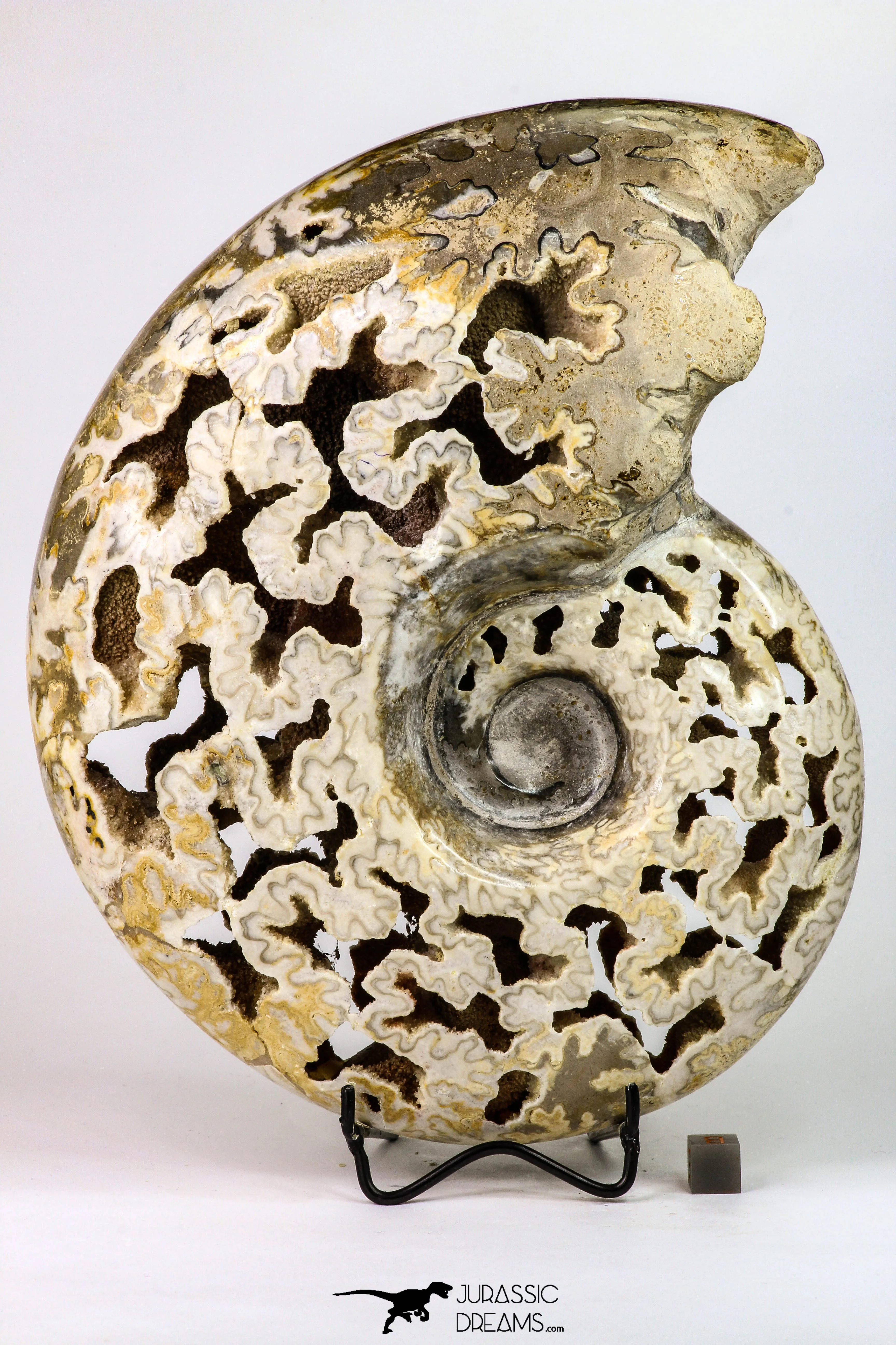 09125 - Beautiful 8.78 inch Shloenbacchia Polished Cretaceous Ammonite Fossil - Khenifra, Morocco