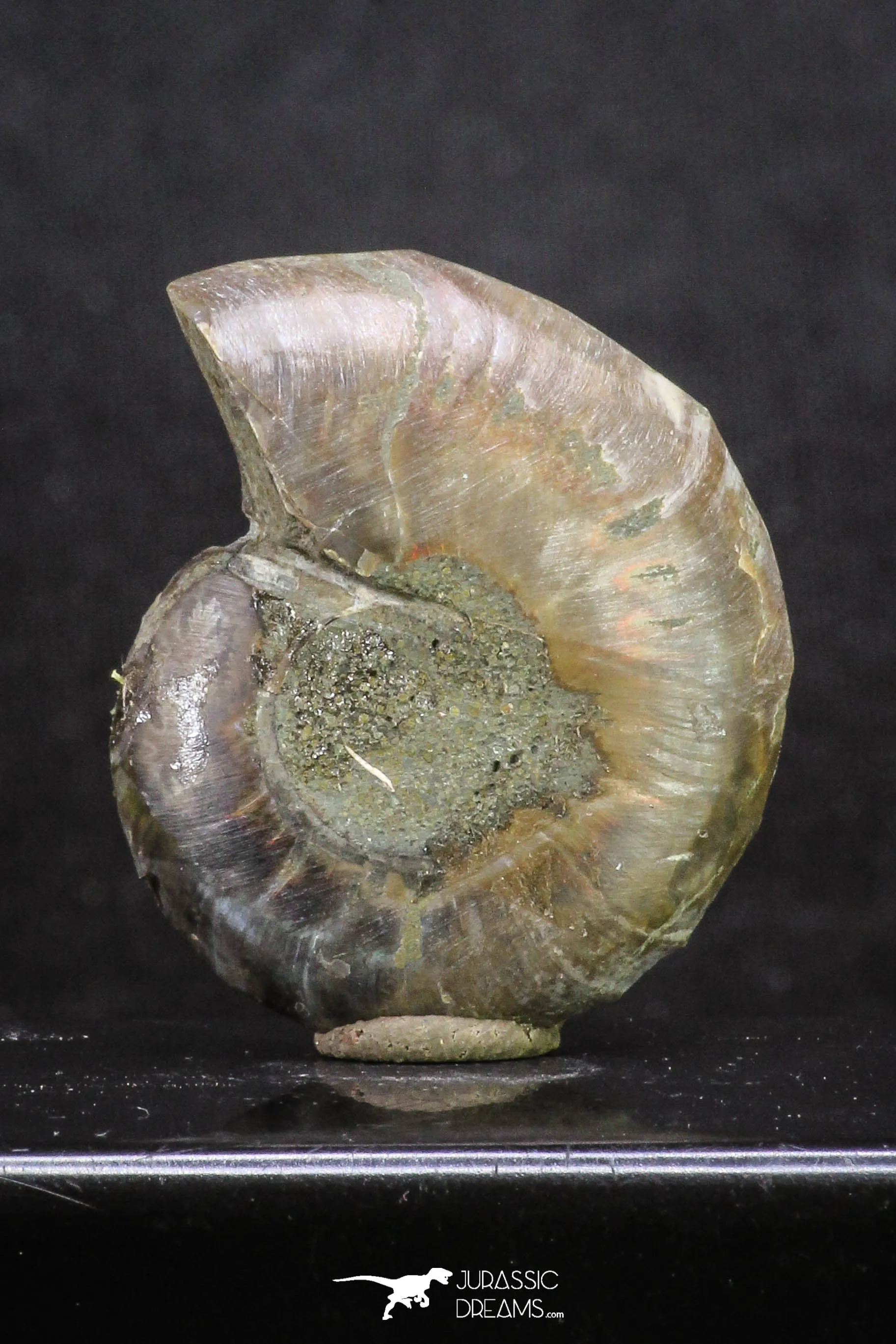 20317 - Cut & Polished 1.44 Inch Cleoniceras sp Lower Cretaceous Ammonite Madagascar - Agatized