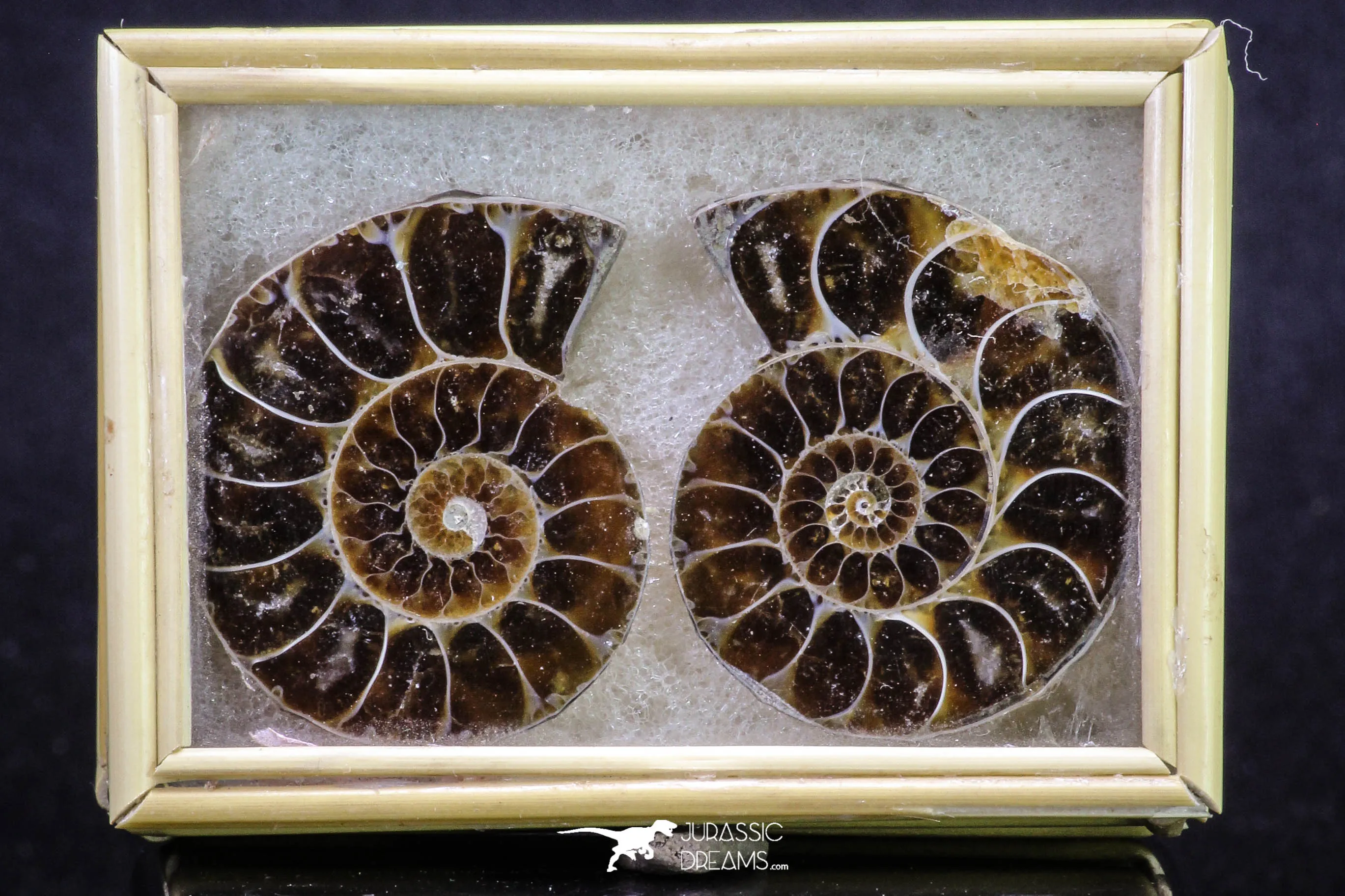 20317 - Cut & Polished 1.44 Inch Cleoniceras sp Lower Cretaceous Ammonite Madagascar - Agatized