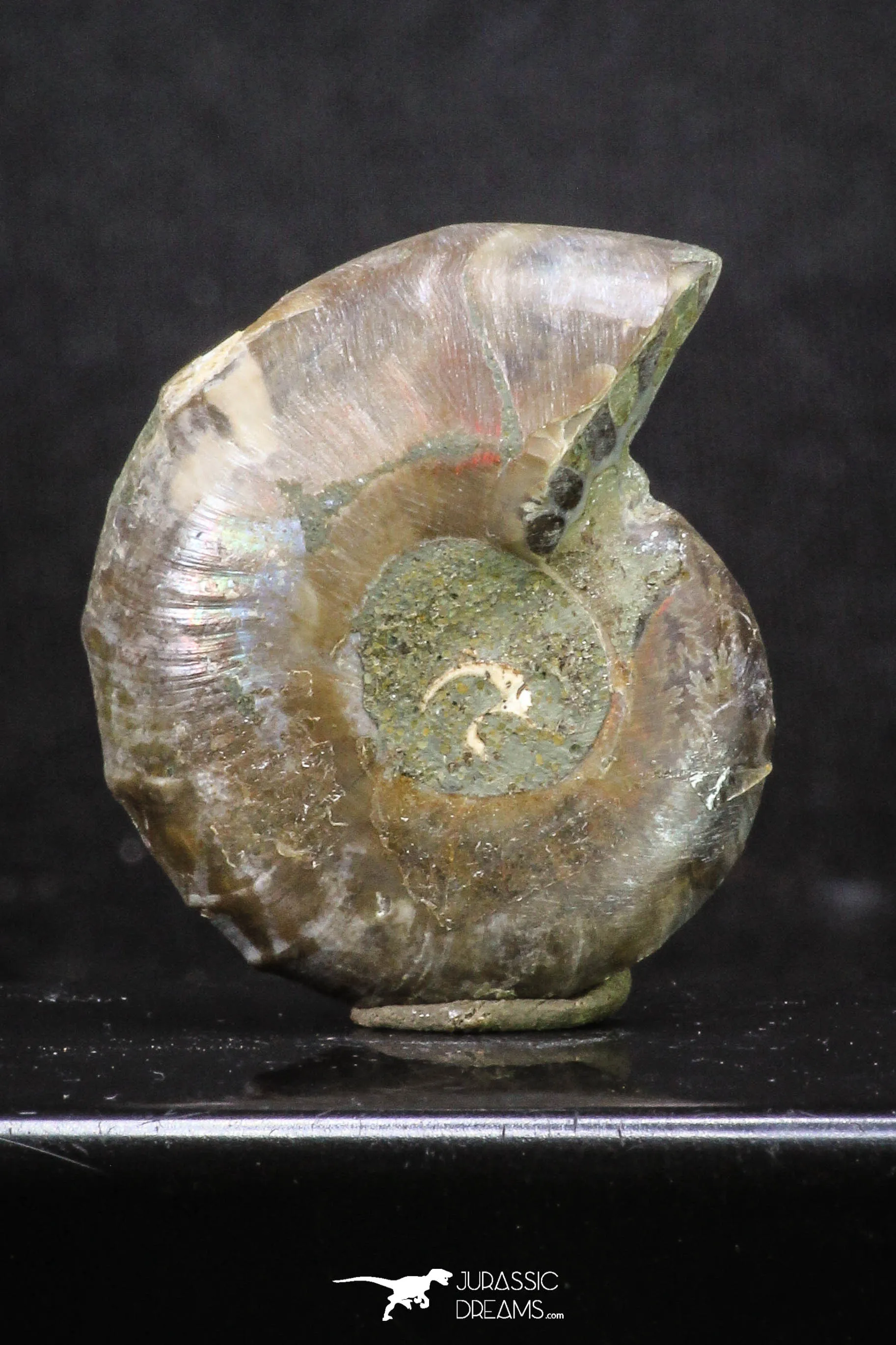 20317 - Cut & Polished 1.44 Inch Cleoniceras sp Lower Cretaceous Ammonite Madagascar - Agatized
