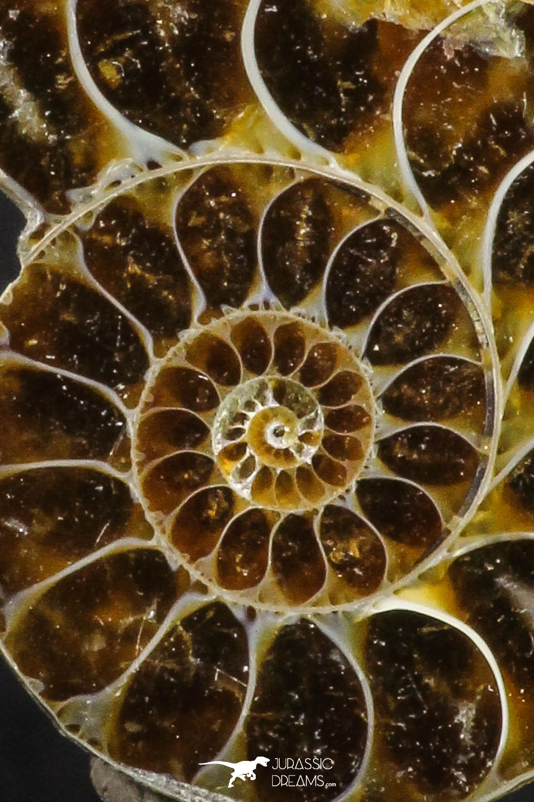 20317 - Cut & Polished 1.44 Inch Cleoniceras sp Lower Cretaceous Ammonite Madagascar - Agatized