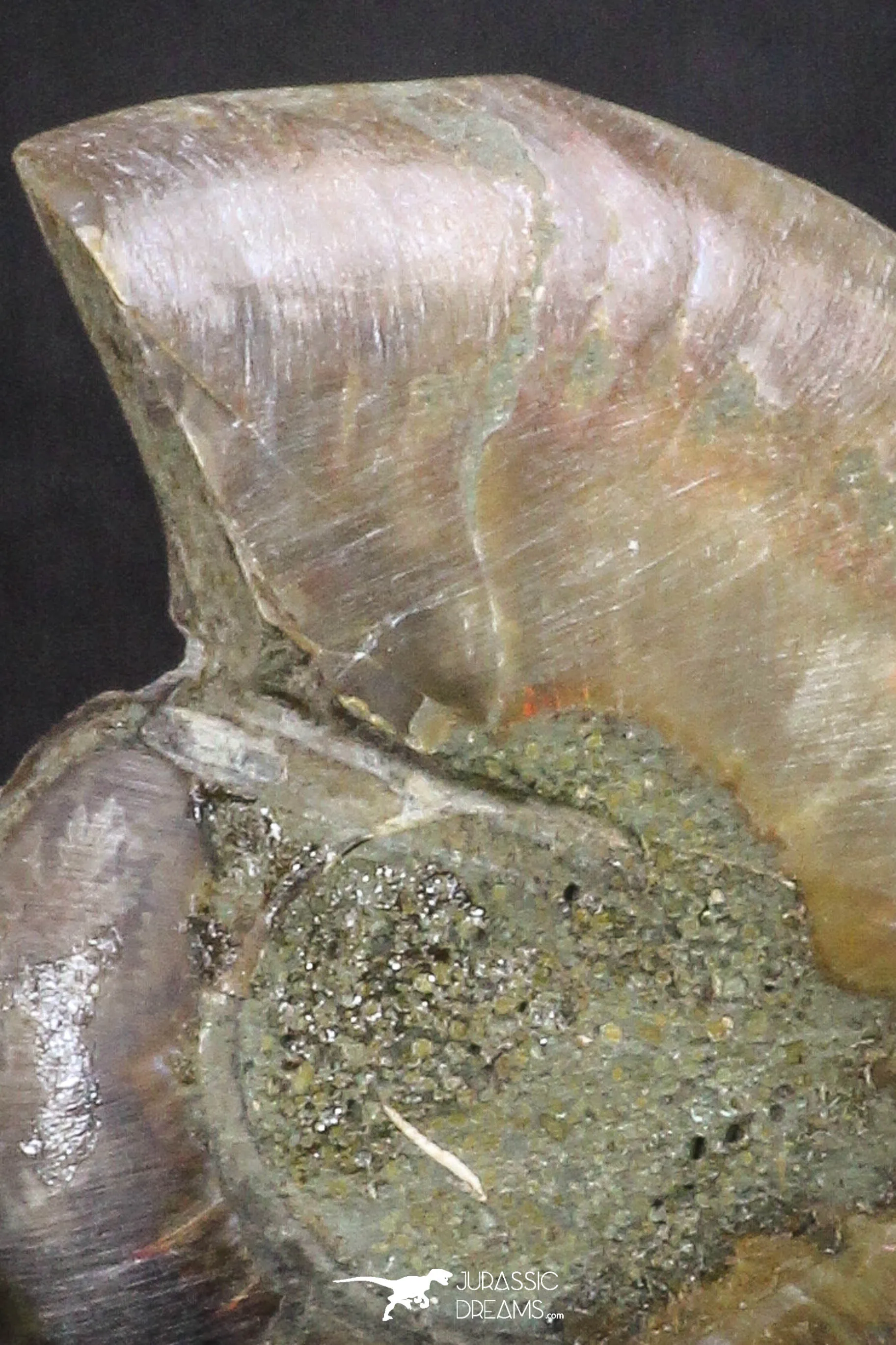 20317 - Cut & Polished 1.44 Inch Cleoniceras sp Lower Cretaceous Ammonite Madagascar - Agatized