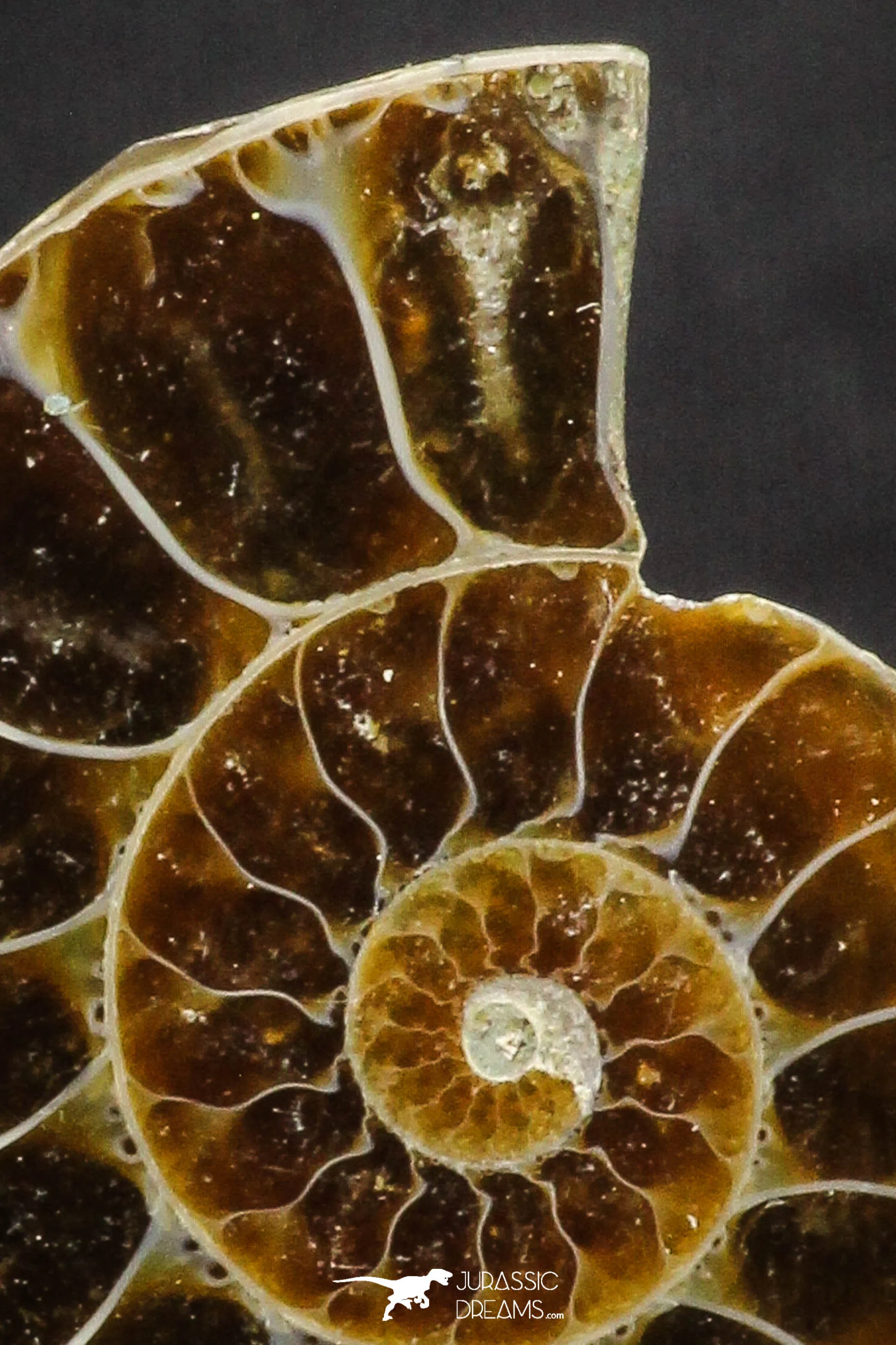 20317 - Cut & Polished 1.44 Inch Cleoniceras sp Lower Cretaceous Ammonite Madagascar - Agatized