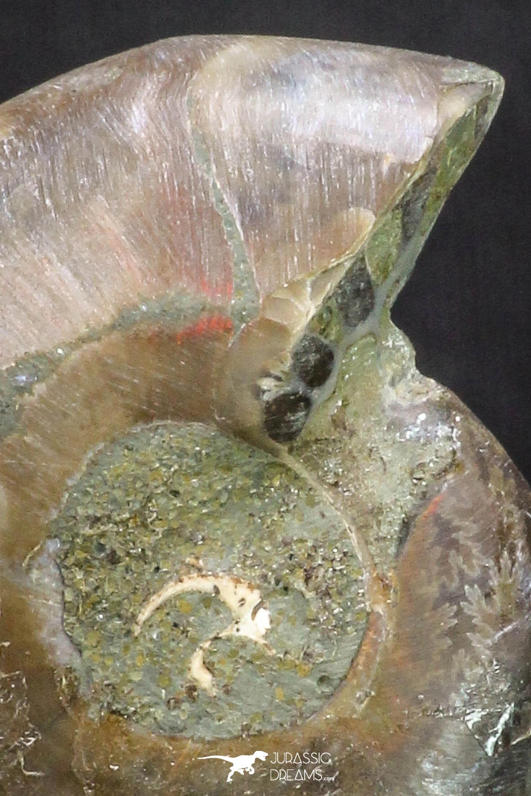 20317 - Cut & Polished 1.44 Inch Cleoniceras sp Lower Cretaceous Ammonite Madagascar - Agatized
