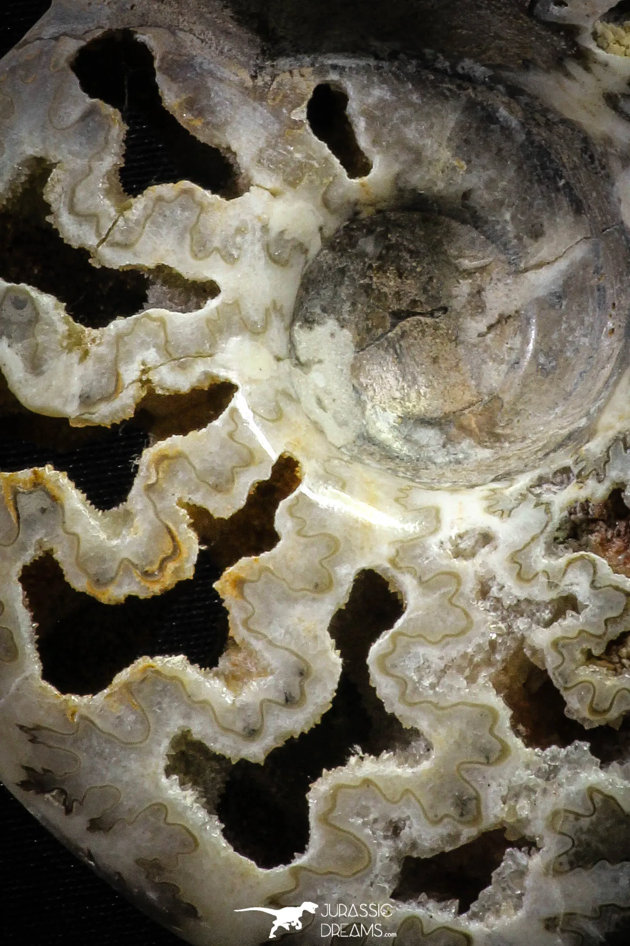 22140 - Beautiful 7.01 inch Shloenbacchia Polished Cretaceous Ammonite Fossil - Khenifra, Morocco