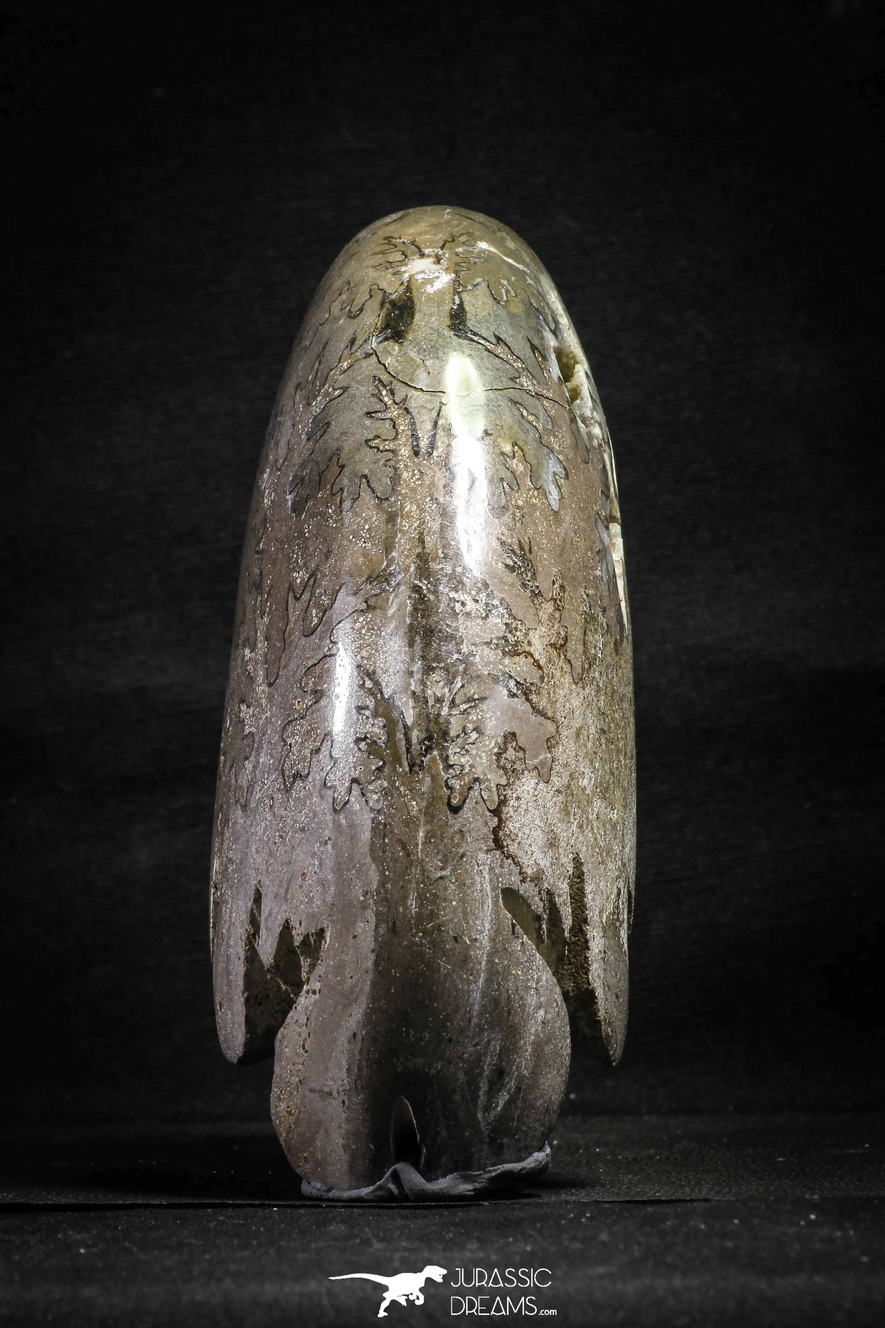 22140 - Beautiful 7.01 inch Shloenbacchia Polished Cretaceous Ammonite Fossil - Khenifra, Morocco