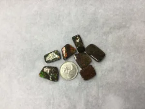 Ammonite Polished Pieces