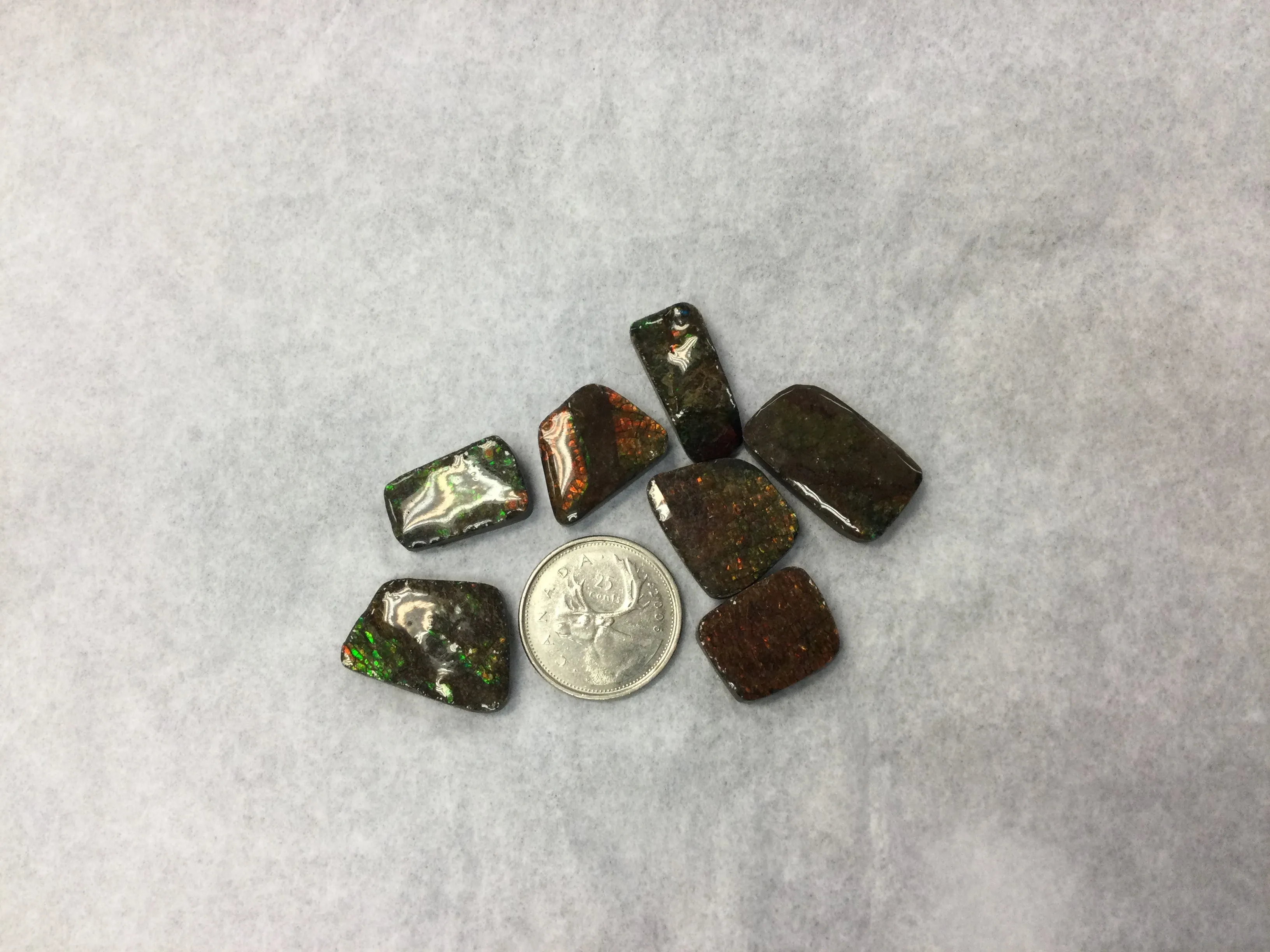 Ammonite Polished Pieces