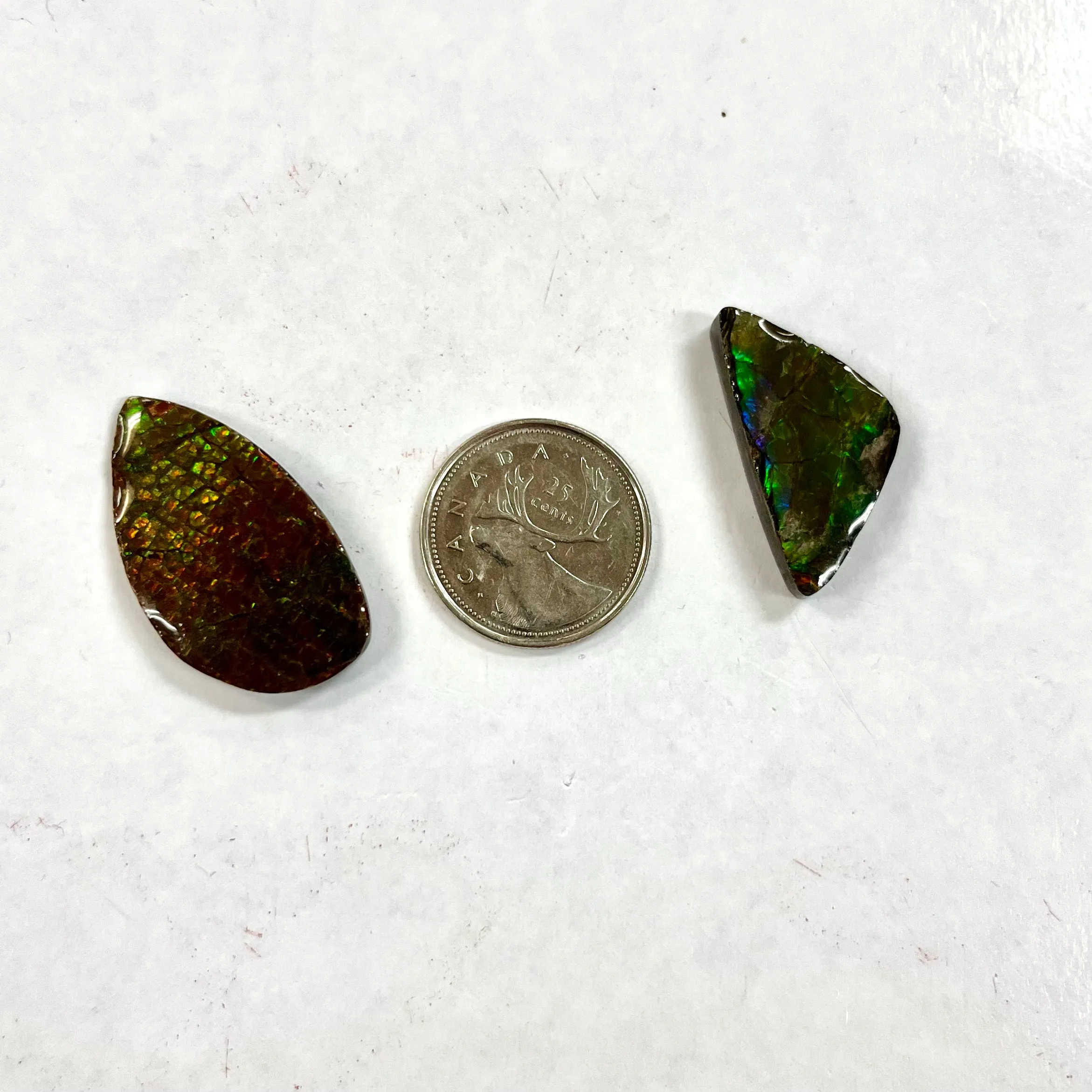 Ammonite Polished Pieces