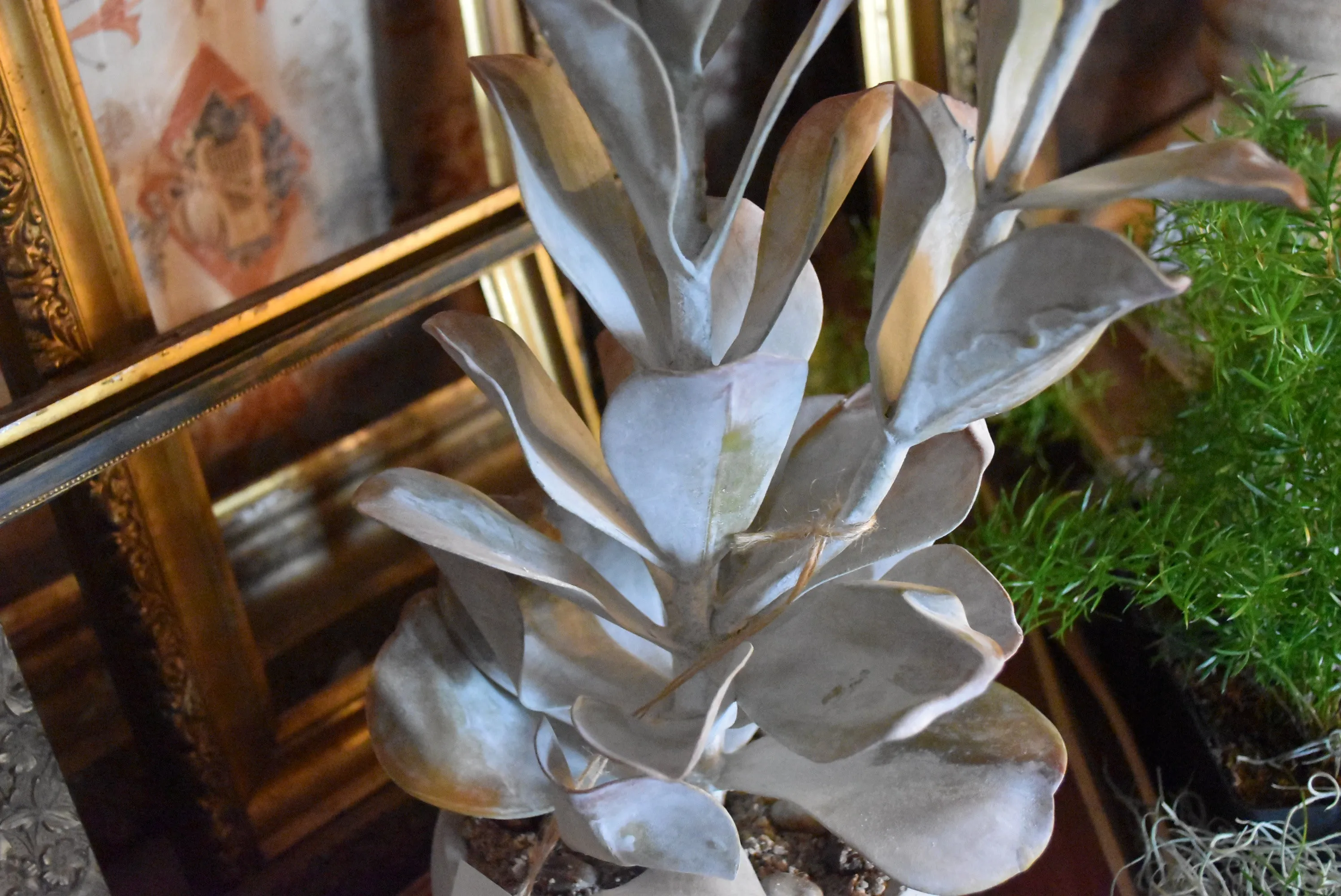 Aria Faux Succulent