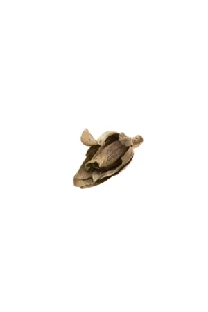 Bronze Closed Flower
