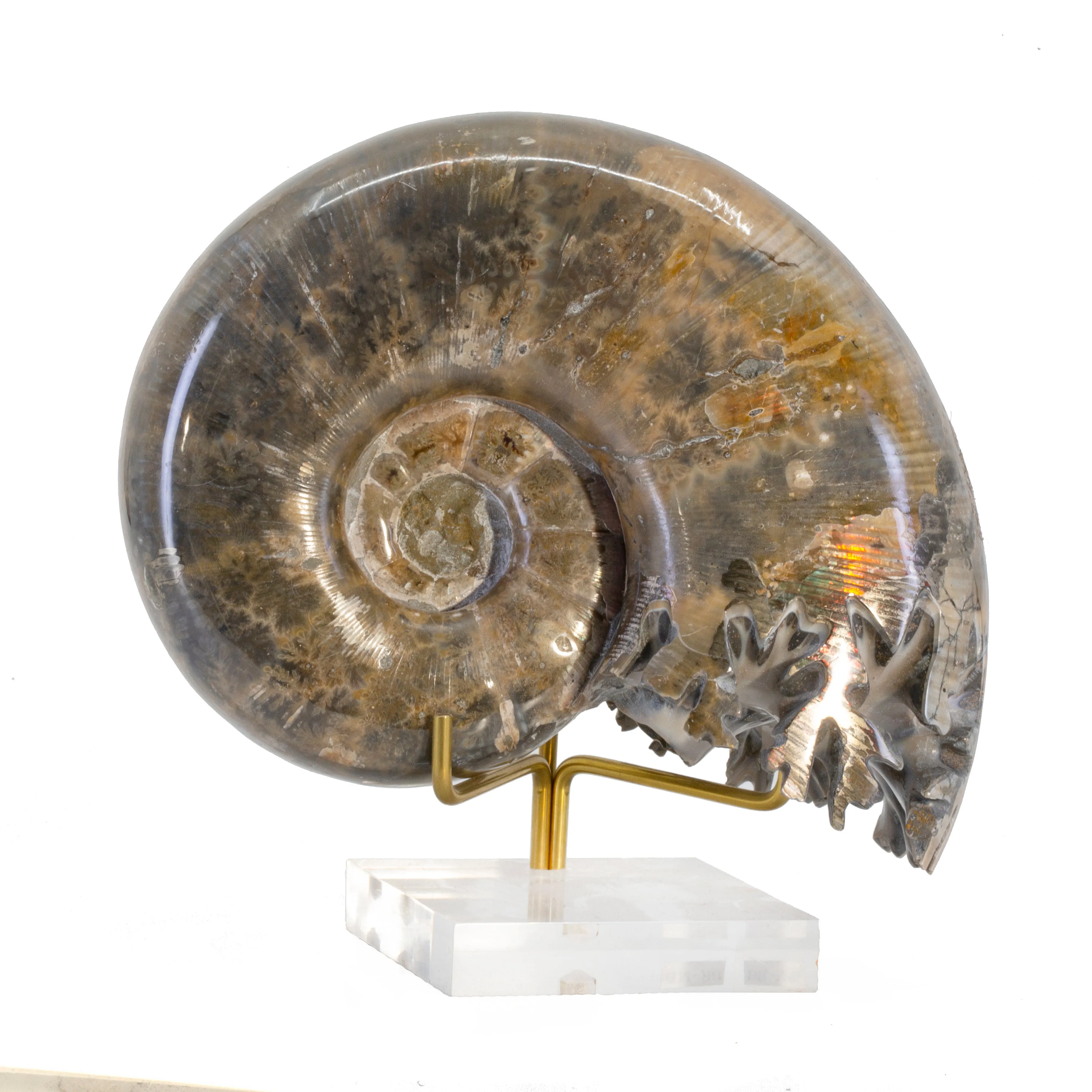 Lytoceros 2.9 lb 5.5 inch Ammonite Polished Fossil Specimen - Madagascar
