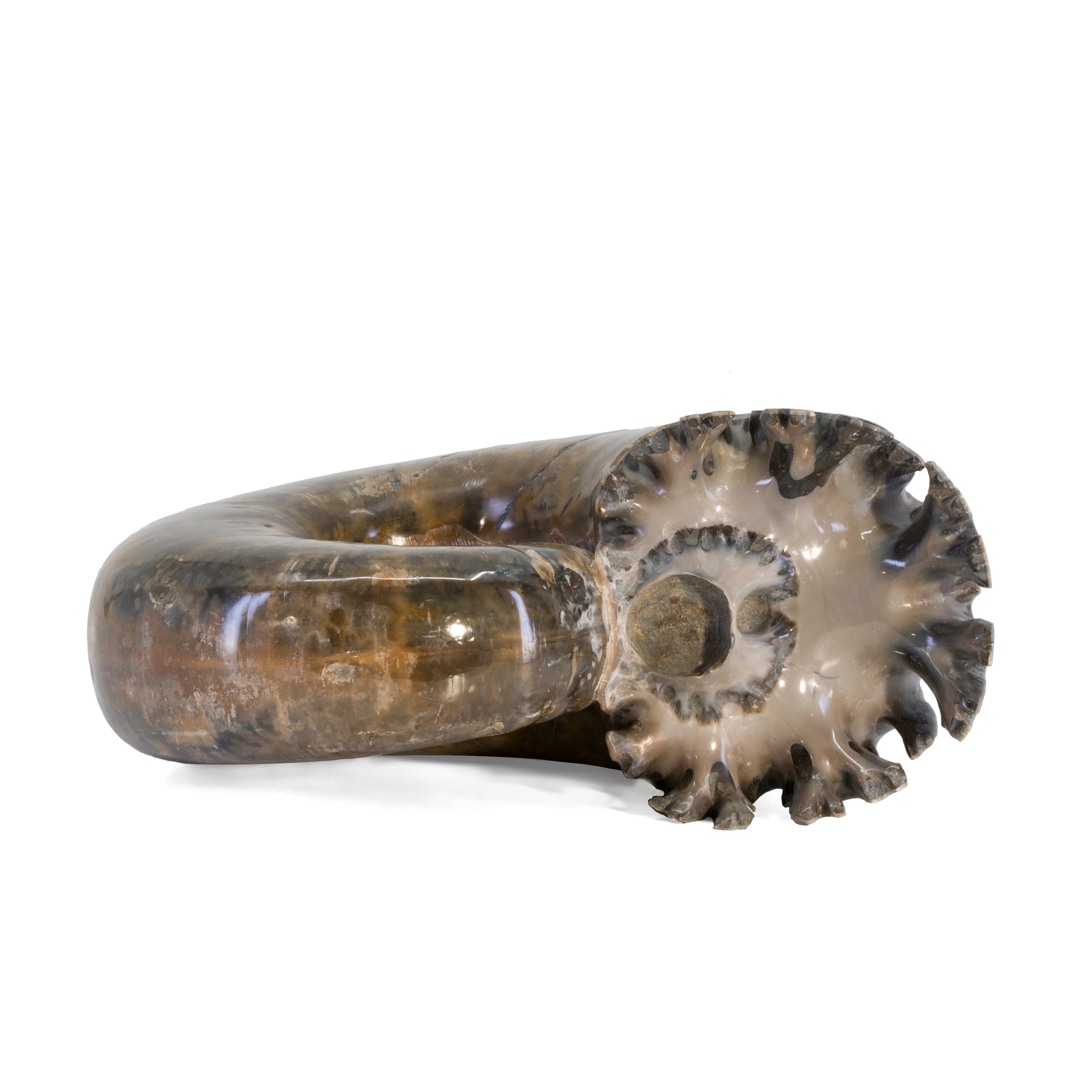 Lytoceros 2.9 lb 5.5 inch Ammonite Polished Fossil Specimen - Madagascar