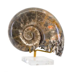 Lytoceros 2.9 lb 5.5 inch Ammonite Polished Fossil Specimen - Madagascar