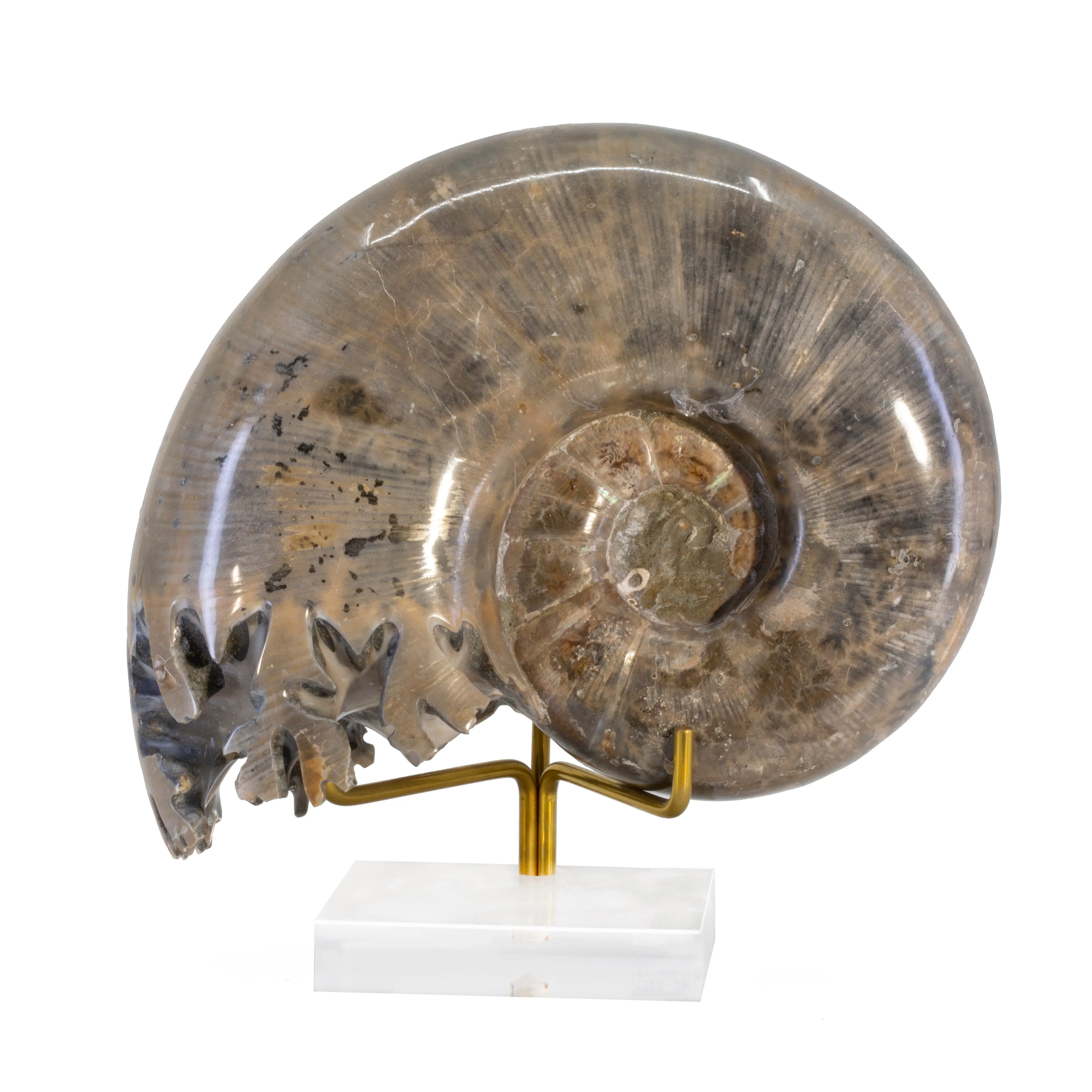 Lytoceros 2.9 lb 5.5 inch Ammonite Polished Fossil Specimen - Madagascar