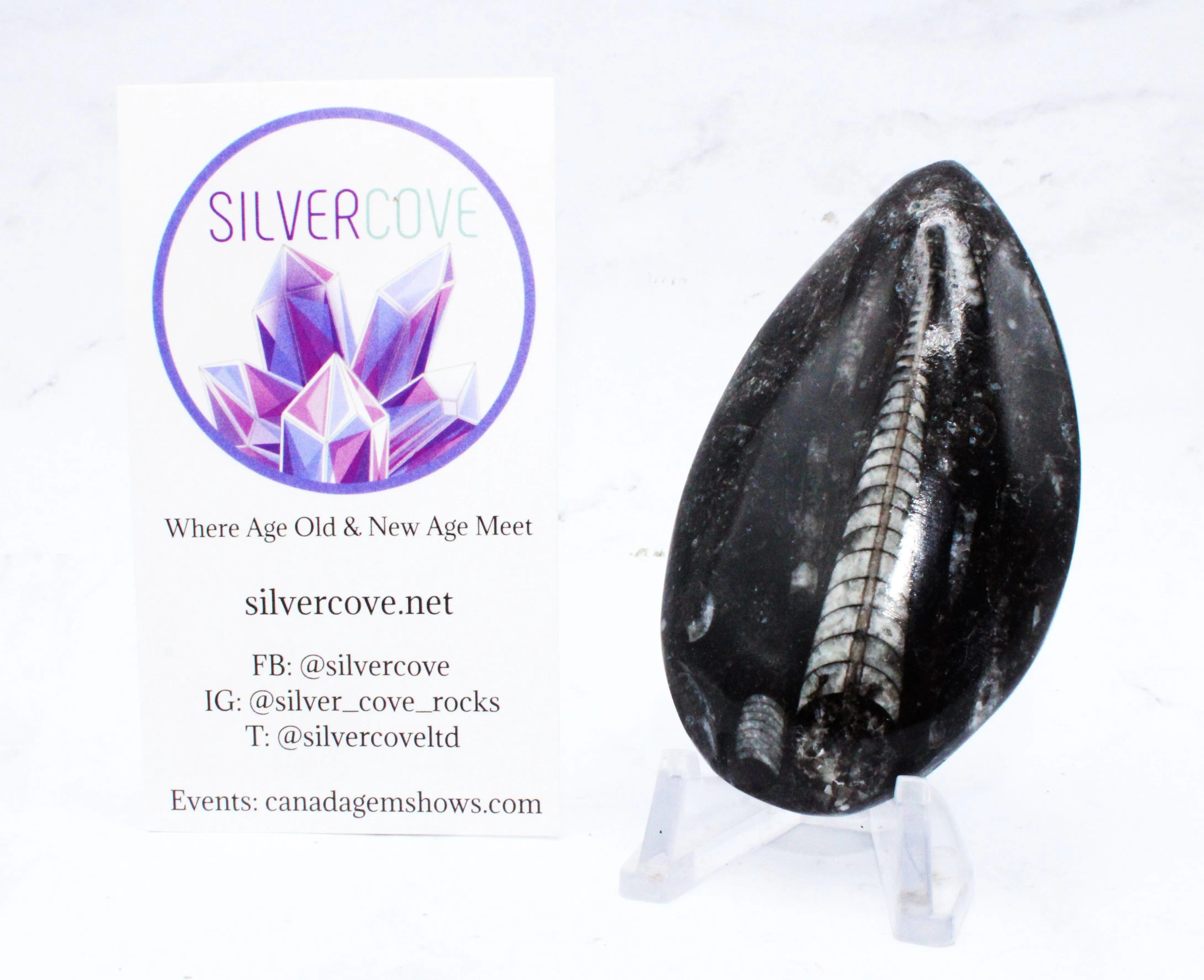Medium Polished Orthoceras