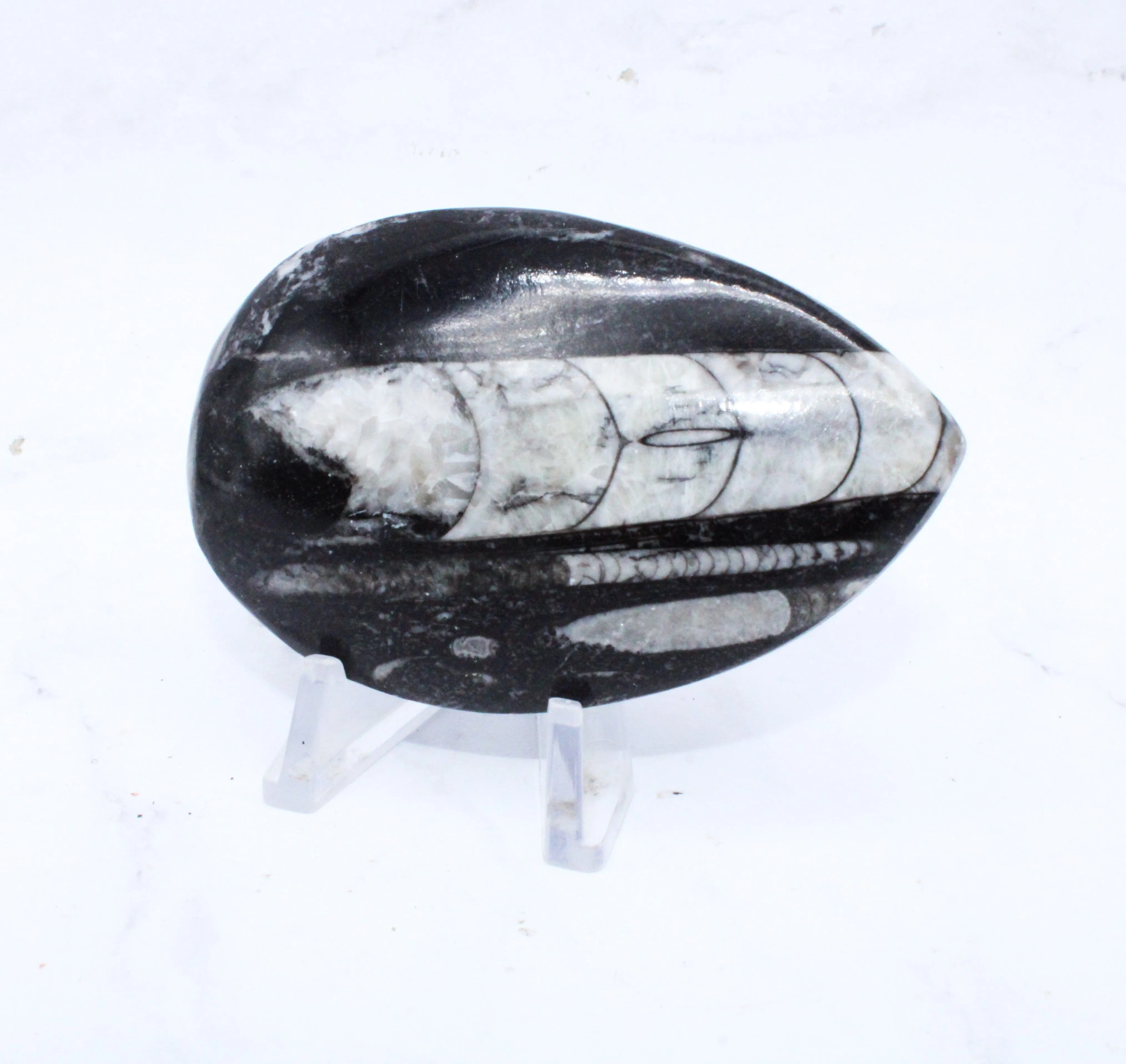 Medium Polished Orthoceras