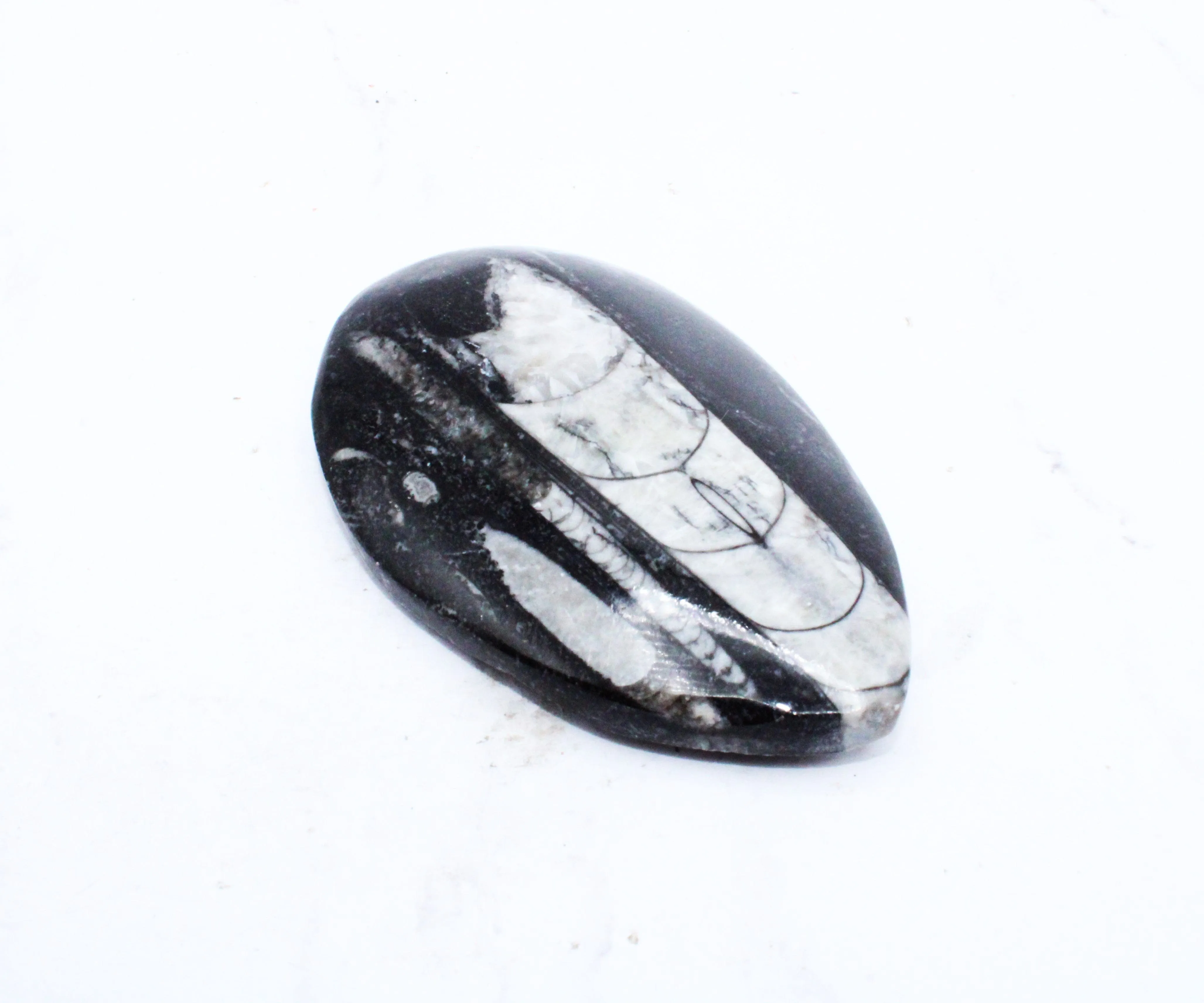 Medium Polished Orthoceras