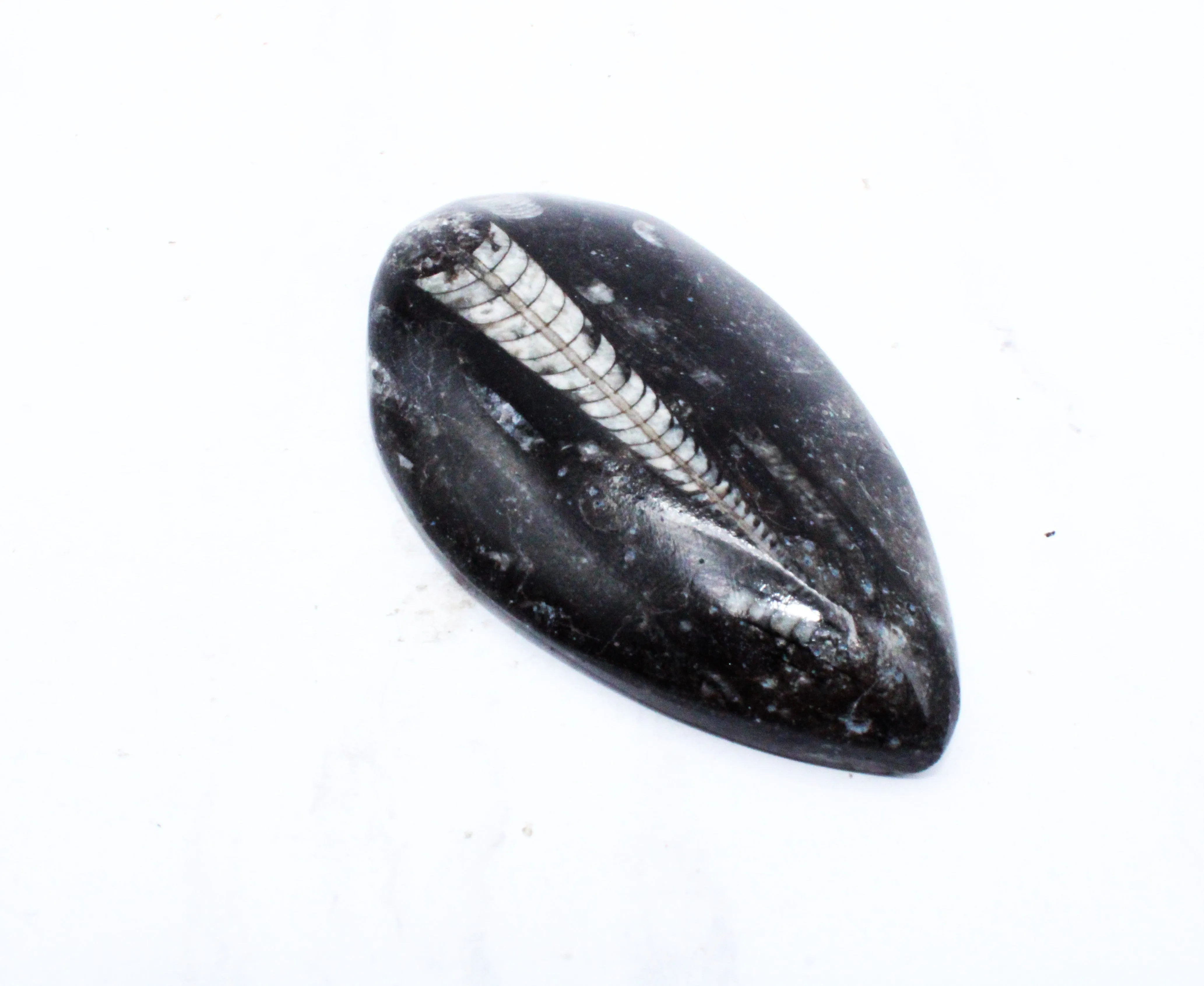 Medium Polished Orthoceras