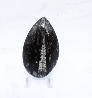 Medium Polished Orthoceras