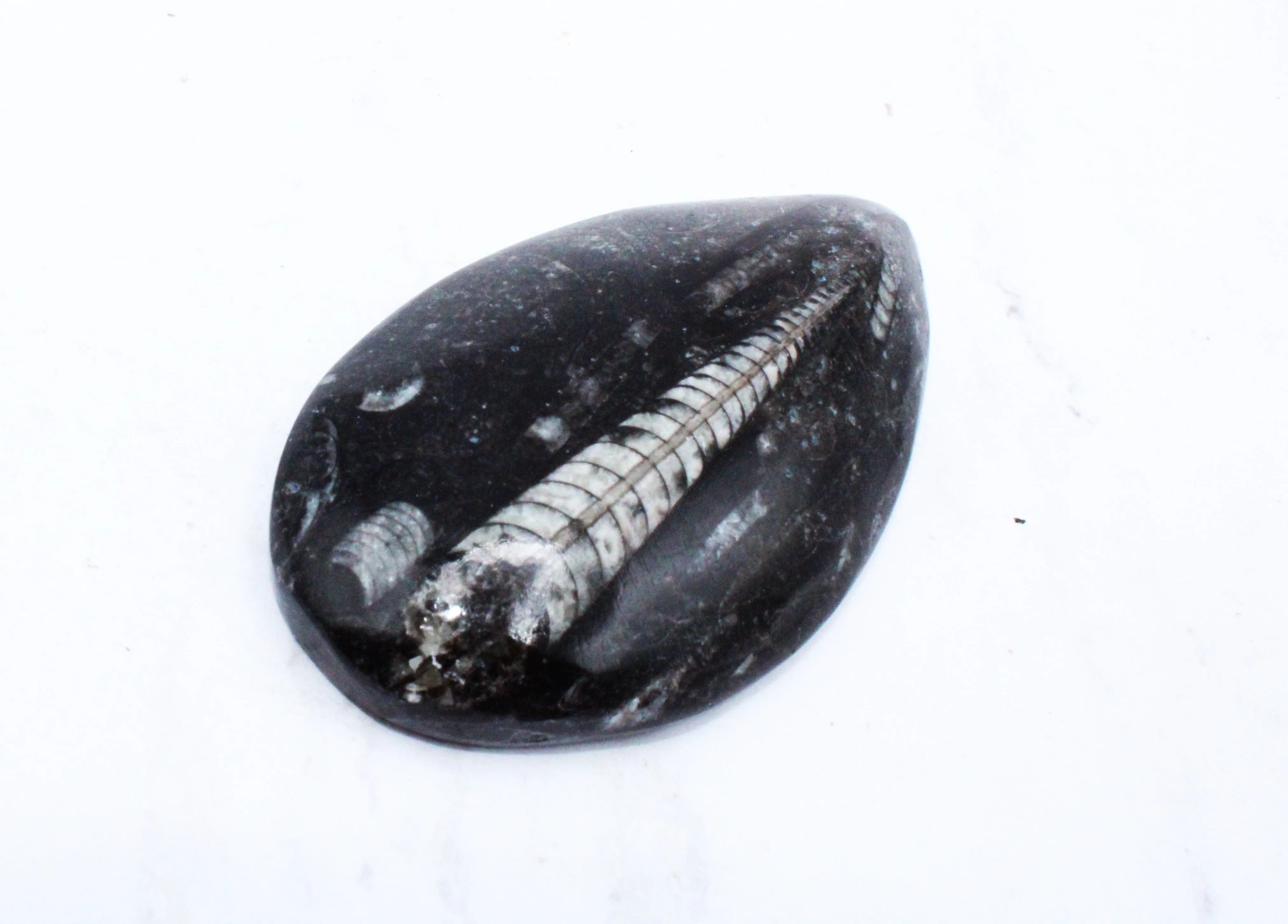 Medium Polished Orthoceras