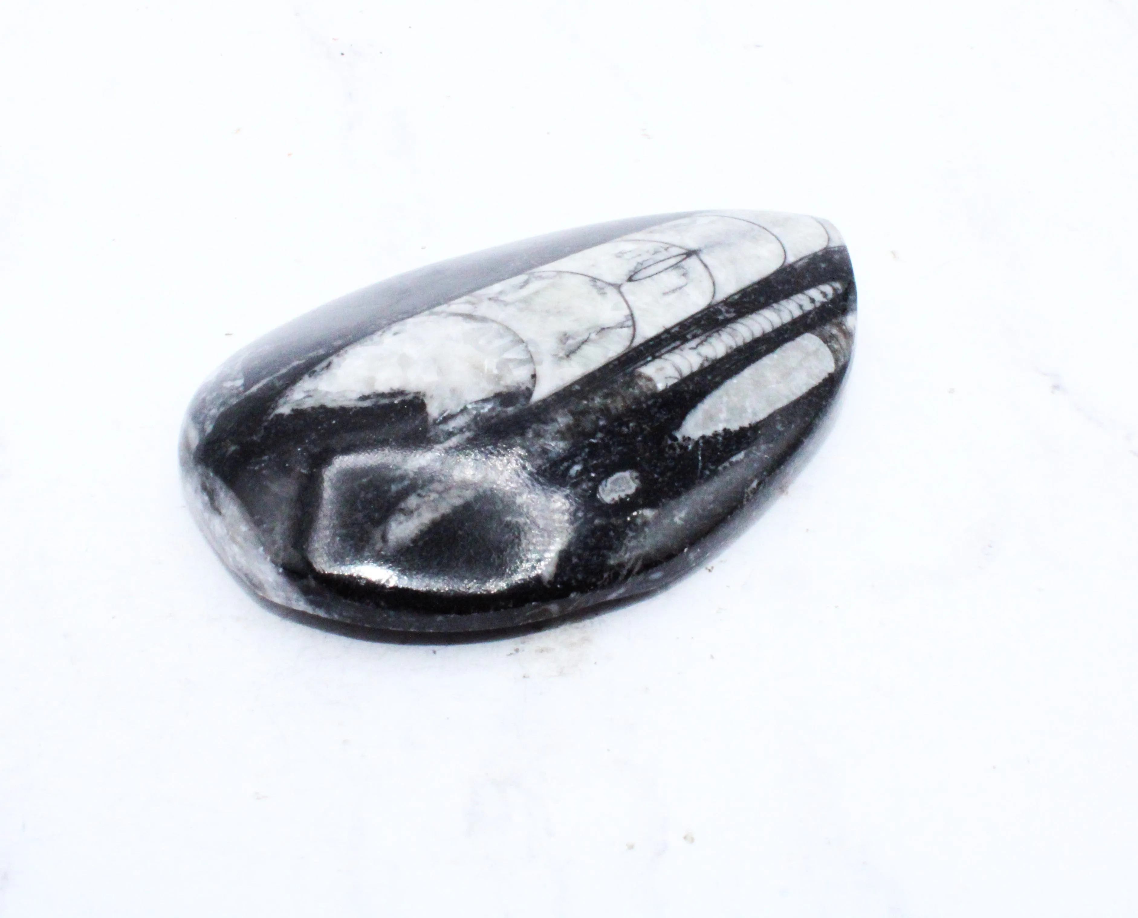 Medium Polished Orthoceras