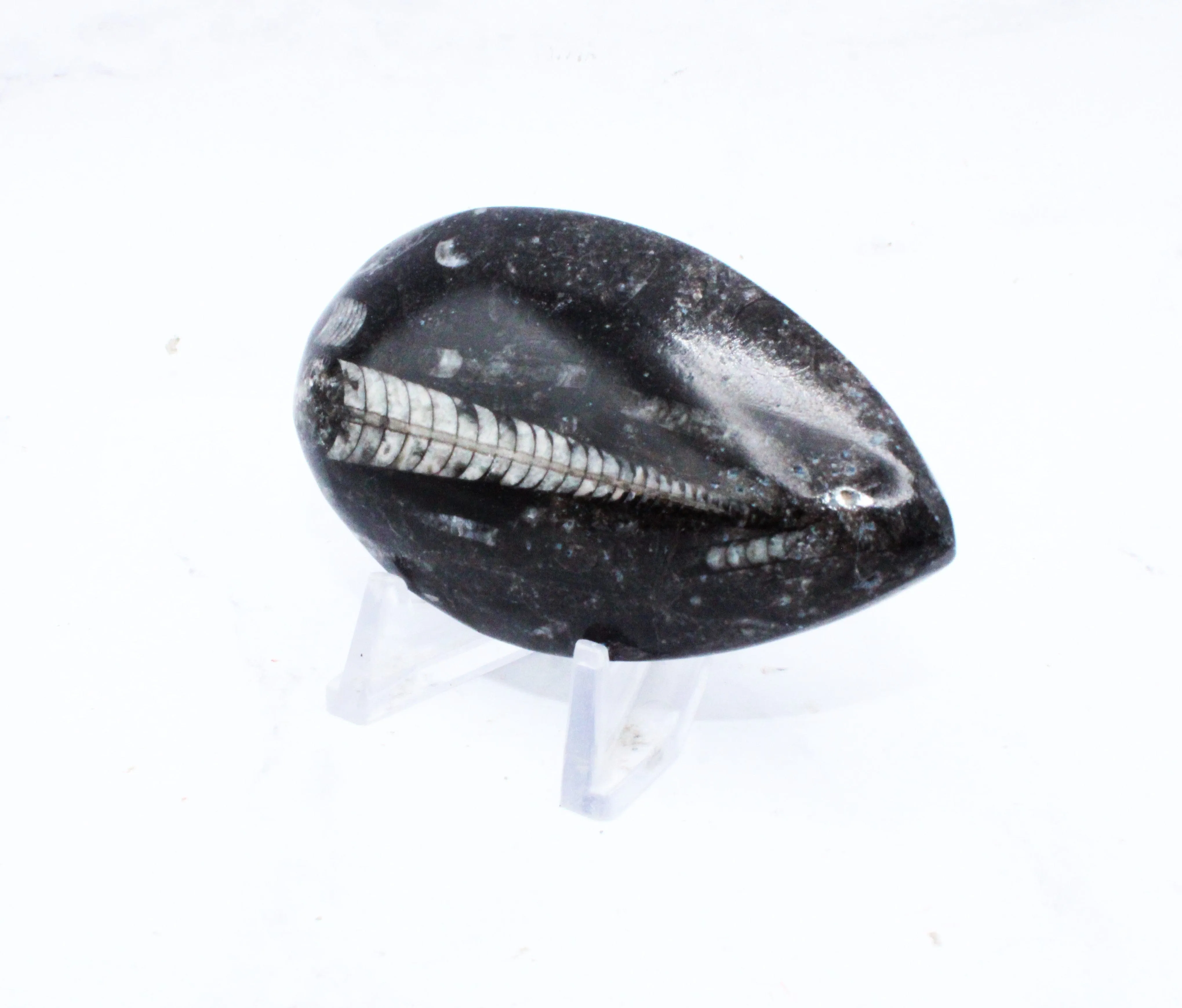 Medium Polished Orthoceras