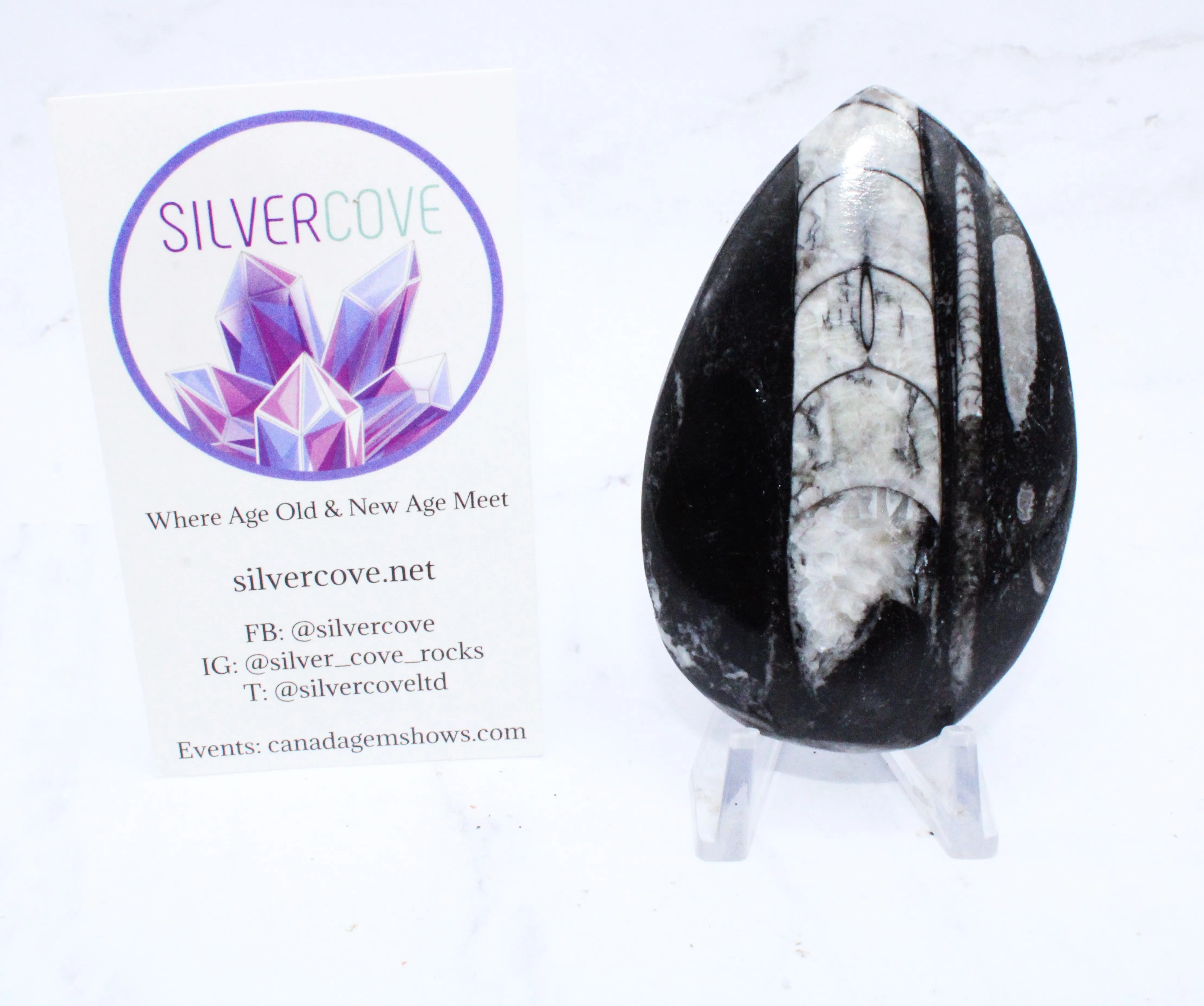 Medium Polished Orthoceras