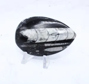 Medium Polished Orthoceras