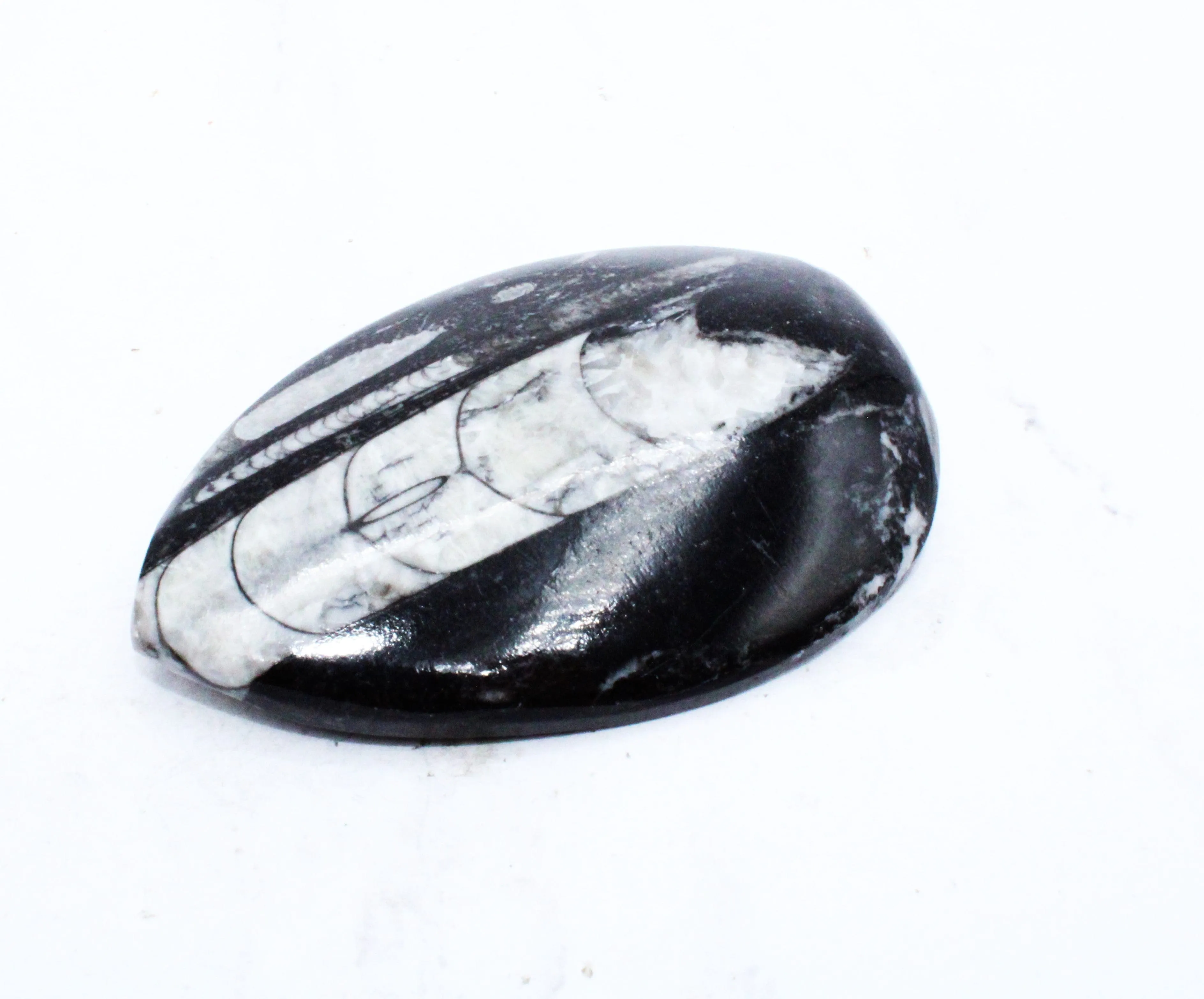 Medium Polished Orthoceras
