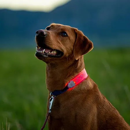 Niteize - NiteDog LED Collar Cover - Pink