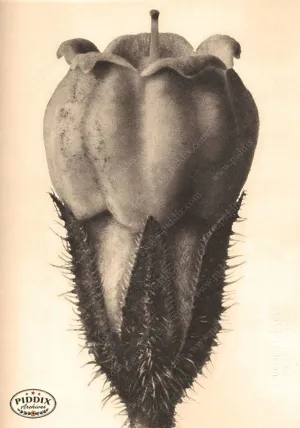 PDXC20243 -- Sepia Seed Pod