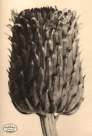 PDXC20248 -- Sepia Plant
