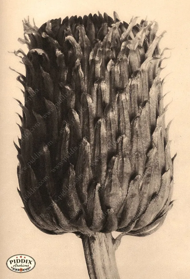 PDXC20248 -- Sepia Plant