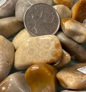 Tumbled Agatized Coral